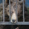 被囚禁到快瘋掉！荒廢動物園殘忍遺留動物在籠子裡等死！