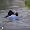 「牠的眼神彷彿在說誰來救救我...」正義男子冒險躍入動物園圍欄，救起差點溺斃的黑猩猩！