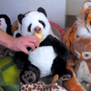 被附身的娃娃！？這隻玩具熊貓竟然會吃冰淇淋...不過十秒後鬼片變成了讓你噴飯的喜劇！