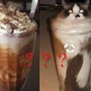貓不是動物而是一種液體？這幾張圖充分證明了貓貓是一種液態的外星生物～～