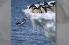 「下去吧你！！」企鵝搞笑的被同伴推下水，沒想到其實背後還有驚人事實！