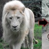 高貴又冷酷的霸氣白獅王，管理員吹一顆泡泡就讓牠一秒威嚴全失XDDD～（影片）