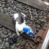 小貓頭卡在餅乾袋子逃不出鐵軌！就在火車即將輾過牠的那一刻...列車長的機智行為讓人讚爆！！