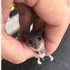 網友撿到一隻小老鼠以為是走失的，將牠送回「寵物店」後...店員傻眼的這樣回他！！