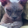 能忍住不笑嗎？教你怎麼拍出「超邪惡」的貓咪照片？第三張我噴茶了～
