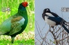 台、中、日、韓等多國「國鳥」對比！你覺得哪個國鳥最漂亮呢？