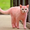 真實版頑皮豹？倫敦街頭驚見粉紅色的貓咪！「變色的原因」讓人聽了直搖頭...
