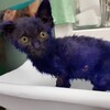 小貓被漆成藍色當成讓狗追的「啃咬玩具」，牠的遭遇讓網友又悲又怒！但後來的轉變讓人震驚...