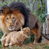 超寫實！5張照片說完獅子把拔與小屁孩們的爆笑日常 原來公獅在家的地位比螞蟻還低啊XD