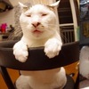 網友公認，全世界「最醜」最沒節操的貓咪，根本就是中年摳腳大叔啊！
