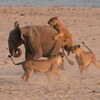 12隻獅子圍攻5000斤大象，沒想到大象爆發後像輛「坦克」，絕境求生！（影片，無血腥）