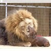 動物園讓臘腸進去陪獅子，以為會發生滅絕慘案！沒想到...讓所有人都愧疚於自己的想法（影片）