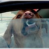 狗狗困在高溫的車內，正打算緊急敲破車窗！真的超好險沒打破窗戶！