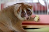 長知識！外表可愛的懶猴，隱藏著五個你不知道的「恐怖能力」！