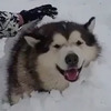 肉肉雪橇犬爬山爬一半，熱到讓把拔用雪把牠埋起來！牠超萌的反應...看的人全融化！（圖+影片）