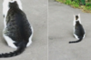 說喵喵的背上有一隻貓，網友一看到照片...所有人全驚呆笑噴啦！