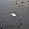 看見湖水裡有隻被冰凍的鴨子，下一秒出現的畫面更是讓人驚訝到說不出話！！