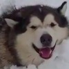 這隻雪橇犬快熱死，主人想了一個超搞笑方式幫牠「降溫」，讓二哈笑得合不攏嘴～
