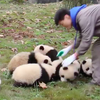 數一數有幾隻小熊貓？本來想拍張大合照...寶寶瘋狂亂爬讓奶爸們全崩潰啦！