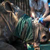 不可原諒！南非6歲母犀牛慘遭不肖獵人奪去犀牛角後露出無辜神情令人心疼...