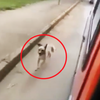 流浪漢生病被送上救護車...他的狗狗一路「瘋狂追車」，堅持守護在主人身邊讓人超感動！