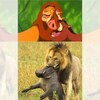 「你哭著對我說～童話裡都是騙人的～」這7組動物界中的照片...每張都出現在迪士尼過啊！