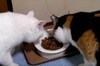 白貓吃飯飼料一直掉出去，旁邊的貓竟然...網友真的大爆笑！（附影片）