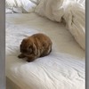 兔兔堅持要上床跟主人一起睡，硬將牠抱下床...下一秒的反應讓人融化！！！(影片)