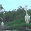 超夢幻！非洲出現兩隻超罕見「全身白」長頸鹿...美到不可思議！牠們的出現卻讓人擔憂...