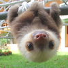 樹懶怎麼叫？樹懶寶寶爬樹其實「超級快」，但一聽到牠們的叫聲...真的讓人一秒笑噴！
