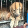 山東省狗主人看著「警車護送」被偷走的孩子去屠宰場，只能眼睜睜流淚卻無能為力