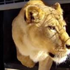 被馬戲團囚禁13年的獅子重獲自由，牠「第一次踏到土地」的表情...所有人看了忍不住落淚！