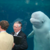 在水族館結婚引來「白鯨」參加婚禮的照片，引發一場修圖大戰...網友：「那隻白鯨竟然是真的！」