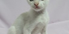 漂亮小白貓「中港」開放認養！建議和其他小貓一起帶兩隻恰恰好♥(´∀` )人