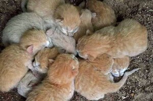 收留了8隻被丟棄在花園的孤兒小喵，5週過去了...志工們看到了最感動最暖心的畫面！