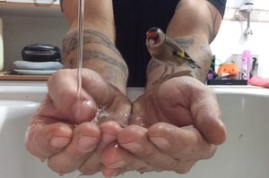 想叫鳥寶來洗澡，於是用雙手來裝滿水...下一秒金翅雀竟然真的跳進去開心泡澡了！(影片)