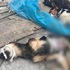 對岸西安醫學院疑似凌虐「實驗狗」，慘遭各界網路撻伐，校方急澄清事實真相
