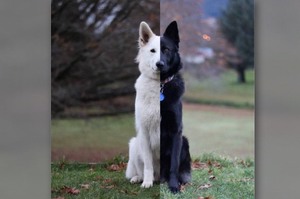 天生一對！這對「黑白牧羊犬」的婚紗照在網路爆紅...看著看著心跟著融化了！！