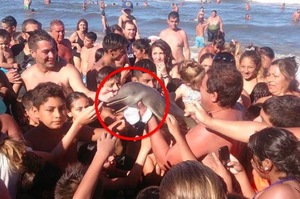 一定要拍嗎？海豚寶寶被拉出水面等死，只因為這些遊客想跟牠「自拍打卡」