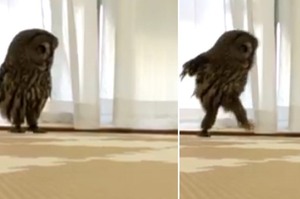 看過貓頭鷹飛算甚麼？網友上傳貓頭鷹「跑步」的影片...這畫面真的太衝擊了XD(影片)