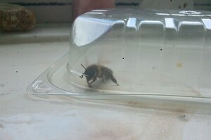 好奇抓了一隻蜜蜂來觀察，隨後將牠放生...沒想到幾天後一場災難就發生了！！