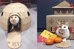 獸醫院幫院貓製做各種貓屋，貓咪名下各種紙箱不動產真是讓人嫉妒～