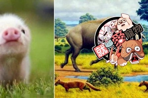 不都說豬就是胖、笨、懶嗎？為什麼到現在都還沒滅絕？看了牠們的祖先就知道了...