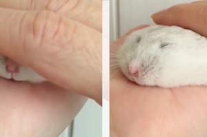 在手掌哄鼠餅睡覺，一把手拿開...超萌的睡姿讓所有人都融化啦 <3 （影片）