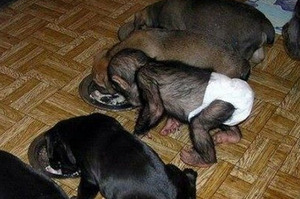 孤兒黑猩猩寶寶被家裡的狗媽媽收養，沒想到某天一進門....瞬間噴笑融化！