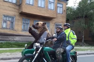 好強！在俄羅斯看到「巨熊」騎機車經過，沒想到牠除了會騎車，還做一件嚇死人的事！