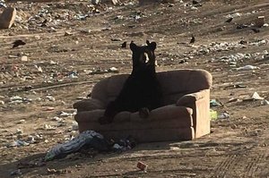 「要不要進來坐坐？」一隻熊跟人一樣坐在沙發上放鬆：「我旁邊還有座位！別客氣！」