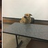 學生無心上晚課，教授帶愛犬來教室當助教，還考跟狗狗相關的「隨堂測驗」讓學生超認真！