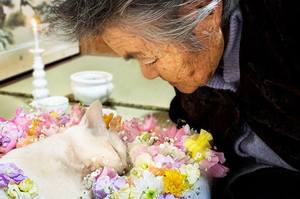 「能夠目送你離去，是我的幸褔。」11歲有著聽覺障礙的白貓，在9旬老奶奶的陪伴下安穩離去