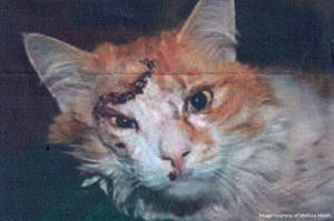 貓咪意外在地震中毀容，找到主人卻嫌牠「太醜」不要了...牠重生的樣子真完全美哭眾人！